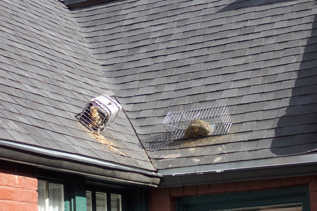 Allstate Animal Control squirrel traps on roof